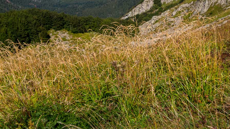 Poaceae in crinale appenninico